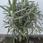 Levanduľa úzkolistá (Lavandula angustifolia) ´HIDCOTE´ - výška 30-50 cm, kont. C1,5L - NA MINI KMIENKU